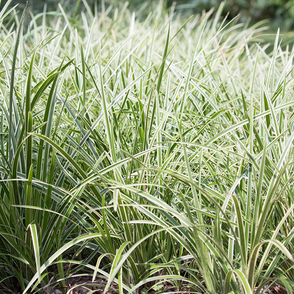 Carex morrowii 'Ice Ballet'
