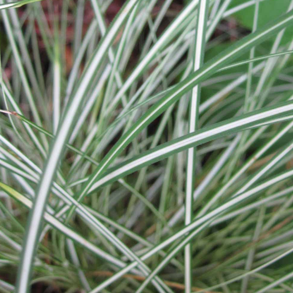 Carex morrowii 'Silk Tassel'