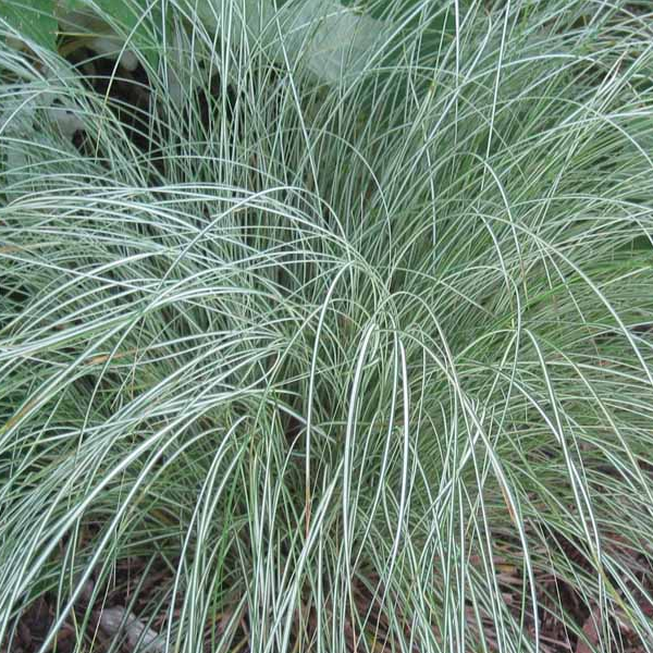 Carex morrowii 'Silk Tassel'