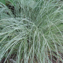Load image into Gallery viewer, Carex morrowii &#39;Silk Tassel&#39;
