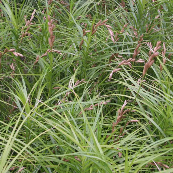 Carex muskingumensis