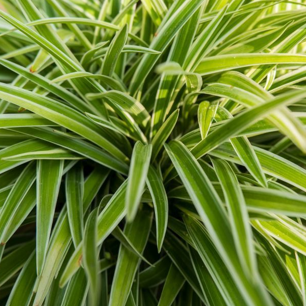 Carex oshimensis 'Evercream'