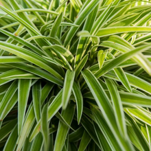 Load image into Gallery viewer, Carex oshimensis &#39;Evercream&#39;
