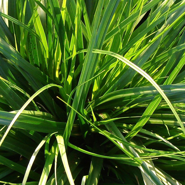 Carex oshimensis 'Everdi'