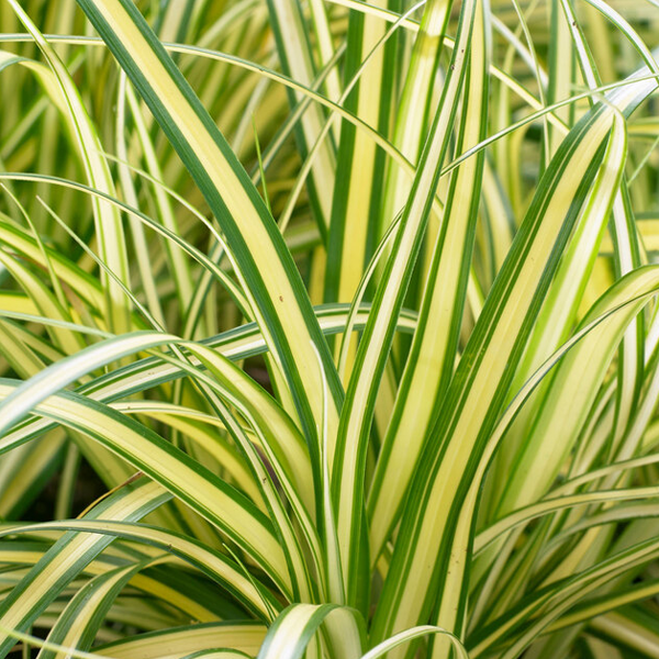 Carex oshimensis 'Everoro'