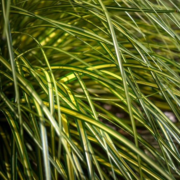 Carex oshimensis 'Everoro'