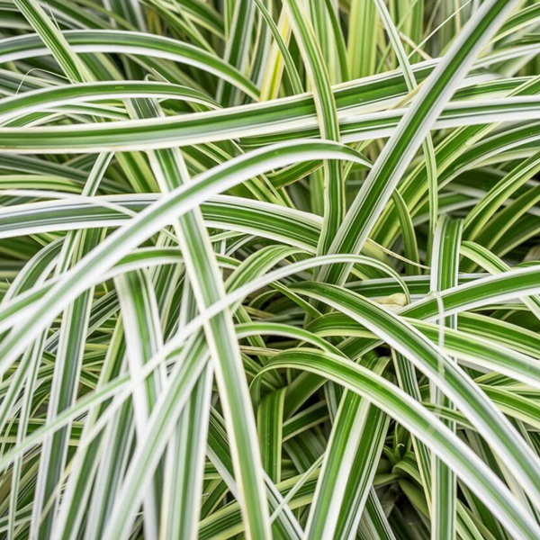 Carex oshimensis 'Feather Falls'