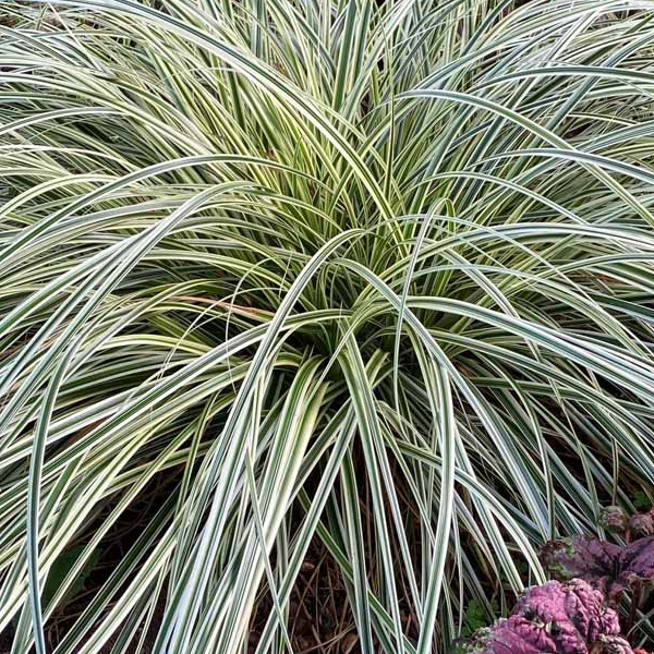 Carex oshimensis 'Feather Falls'