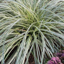 Load image into Gallery viewer, Carex oshimensis &#39;Feather Falls&#39;
