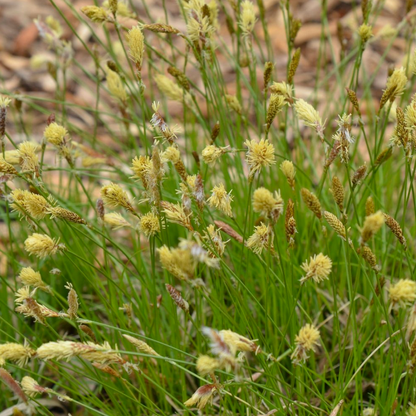 Carex pensylvanica 'Straw Hat'