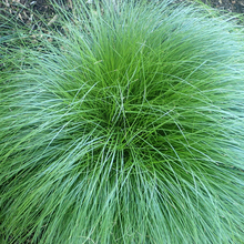Load image into Gallery viewer, Carex rosea
