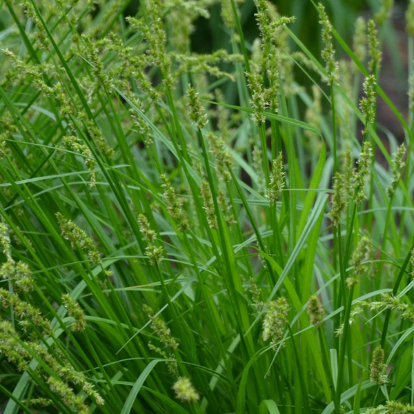 Carex stipata