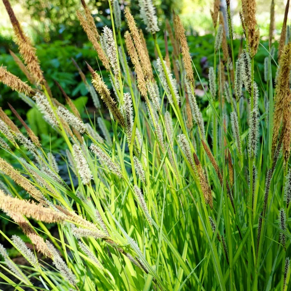 Carex stricta