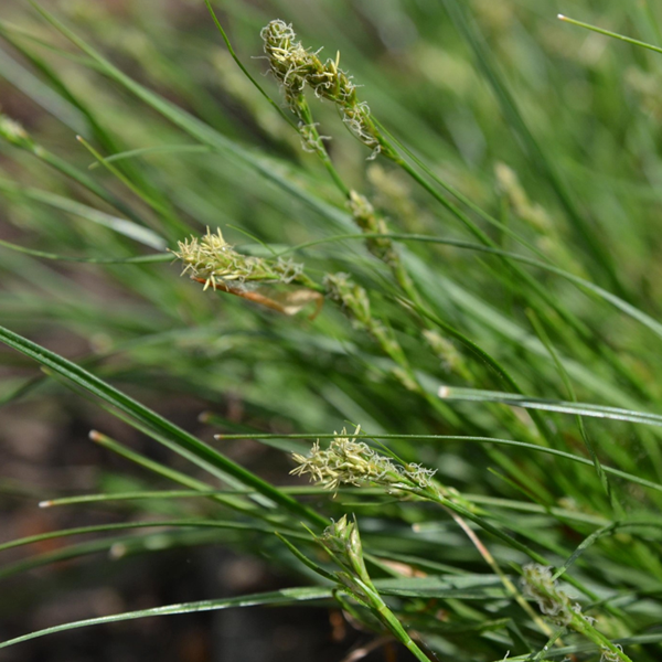 Carex texensis