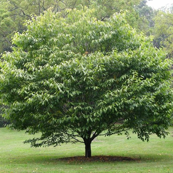 Carpinus Caroliniana