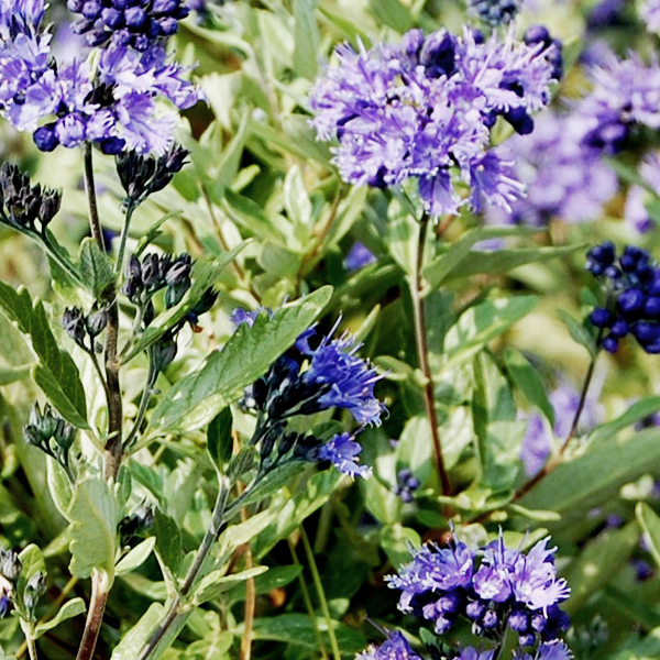 Caryopteris 'First Choice'