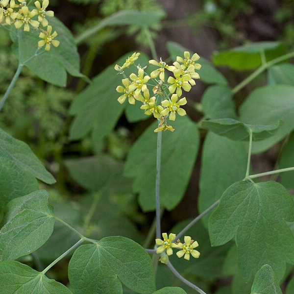Caulophyllum thalictroides