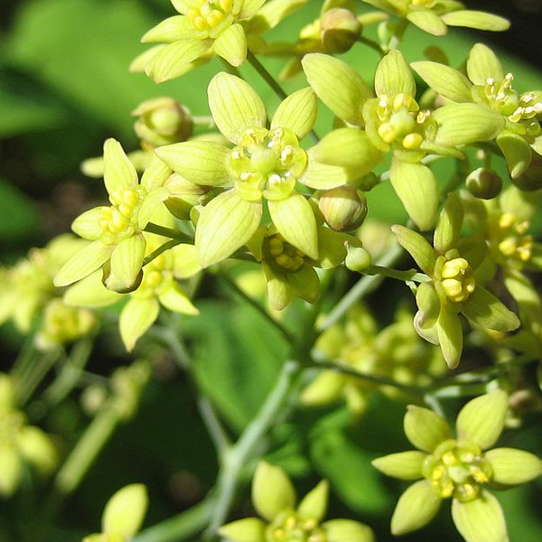 Caulophyllum thalictroides
