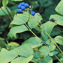 Load image into Gallery viewer, Caulophyllum thalictroides
