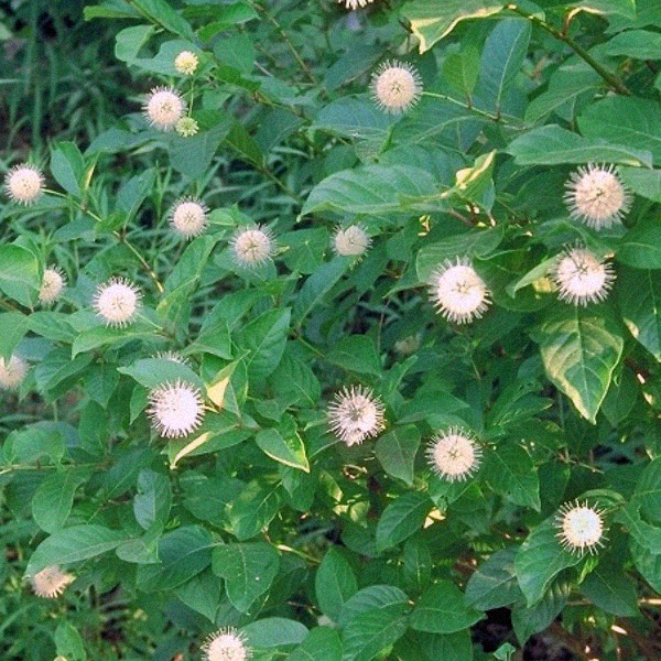 Cephalanthus occidentalis