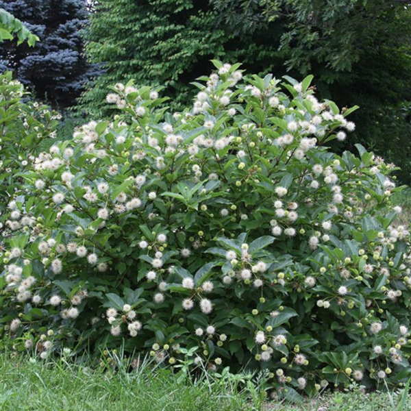 Cephalanthus occidentalis 'Magical Moonlight'