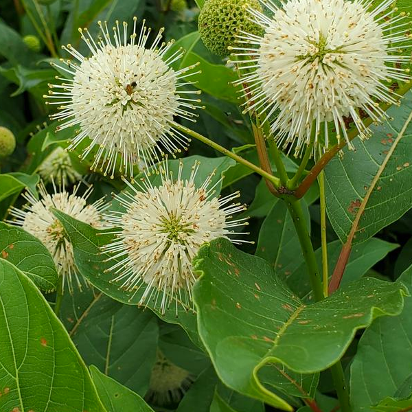 Cephalanthus occidentalis 'Magical Moonlight'
