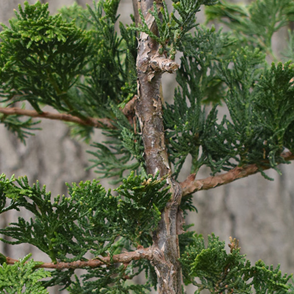 Chamaecyparis obtusa 'Gracilis'