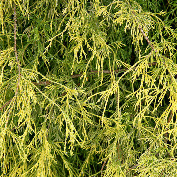 Chamaecyparis pisifera 'Aurea Nana'