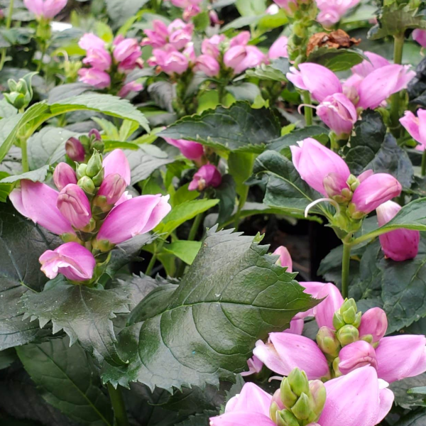 Chelone obliqua
