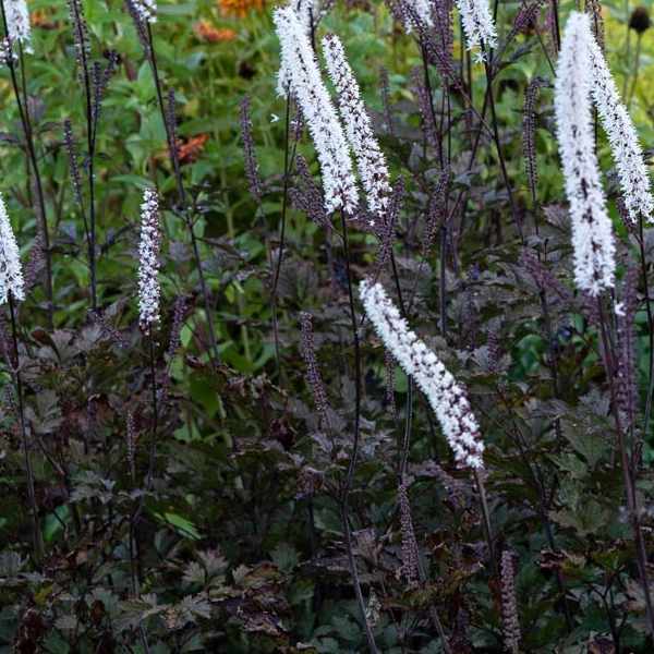 Cimicifuga actaea 'Brunette'