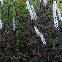 Load image into Gallery viewer, Cimicifuga actaea &#39;Brunette&#39;
