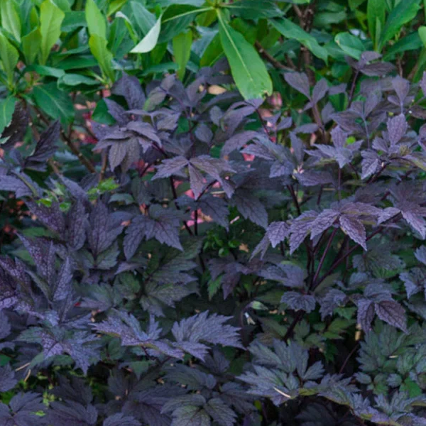 Cimicifuga actaea 'Brunette'