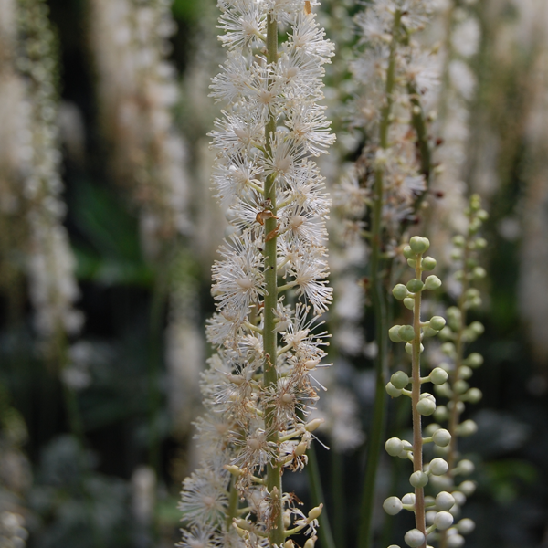 Cimicifuga actaea 'Racemosa'