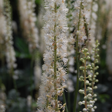 Load image into Gallery viewer, Cimicifuga actaea &#39;Racemosa&#39;
