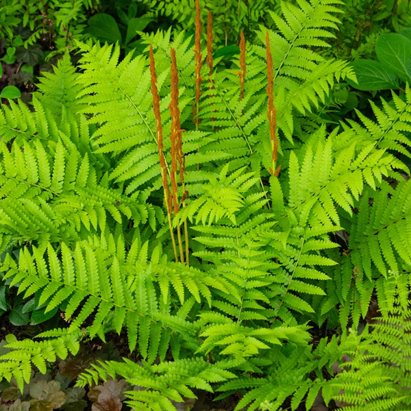 Osmunda cinnamomea 'Cinnamon Fern'