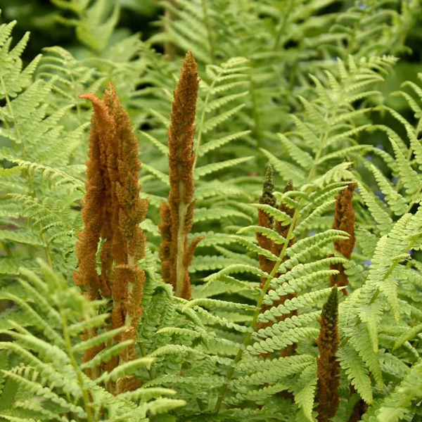 Osmunda cinnamomea 'Cinnamon Fern'