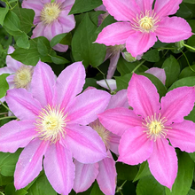 Load image into Gallery viewer, Clematis &#39;Abilene&#39;
