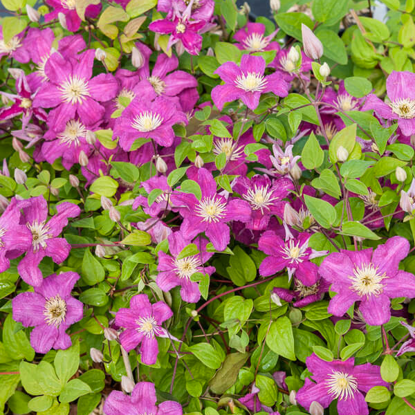 Clematis 'Barbara Harrington'