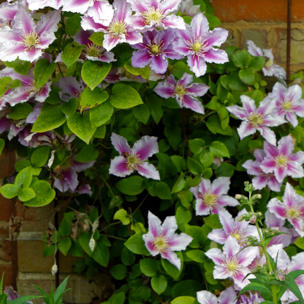 Clematis 'Bee's Jubilee'