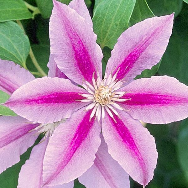 Clematis 'Bee's Jubilee'
