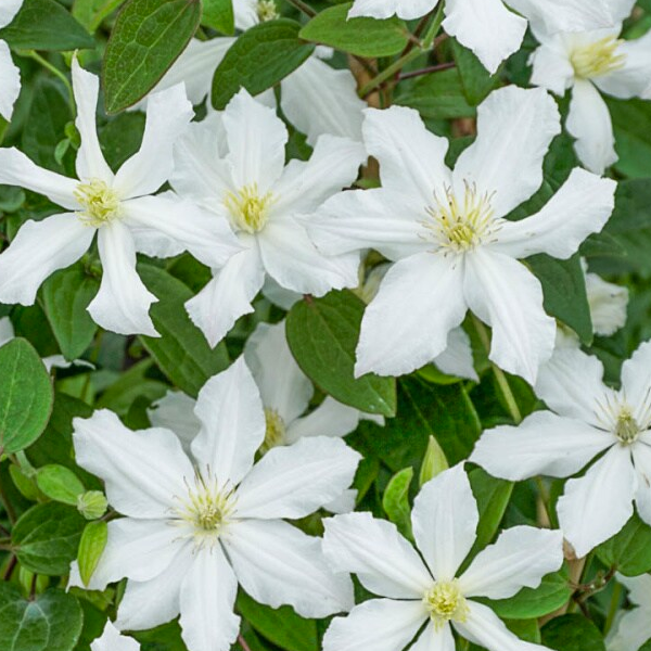 Clematis 'Boulevard Kitty'