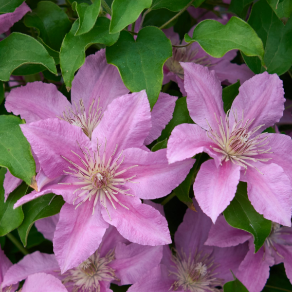 Clematis 'Bridgewater'