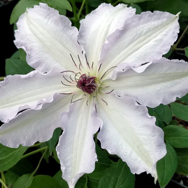 Clematis 'Claire de Lune'