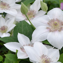 Load image into Gallery viewer, Clematis &#39;Corinne&#39;
