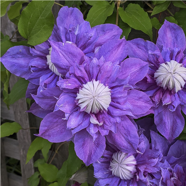 Clematis 'Diamantina'