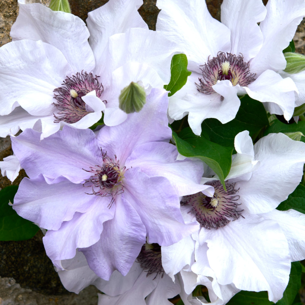 Clematis 'Eliza'