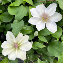 Load image into Gallery viewer, Clematis &#39;Ernest Kitty&#39;
