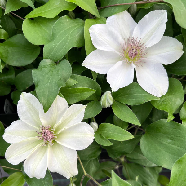 Clematis 'Ernest Kitty'