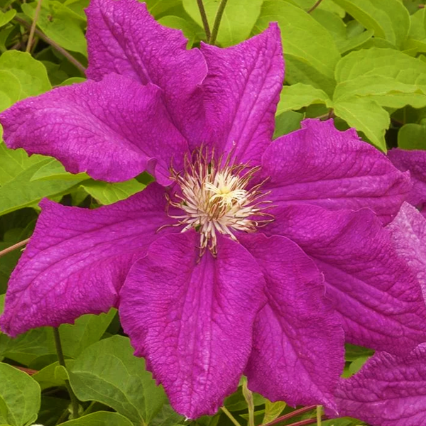 Clematis 'Ernest Markham'