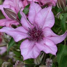 Load image into Gallery viewer, Clematis &#39;Giselle Lavender&#39;

